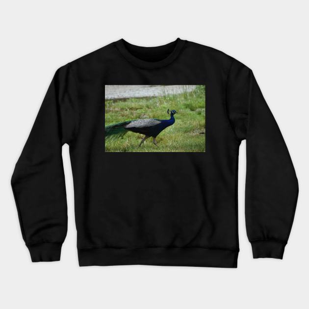 Peacock Crewneck Sweatshirt by MarieDarcy